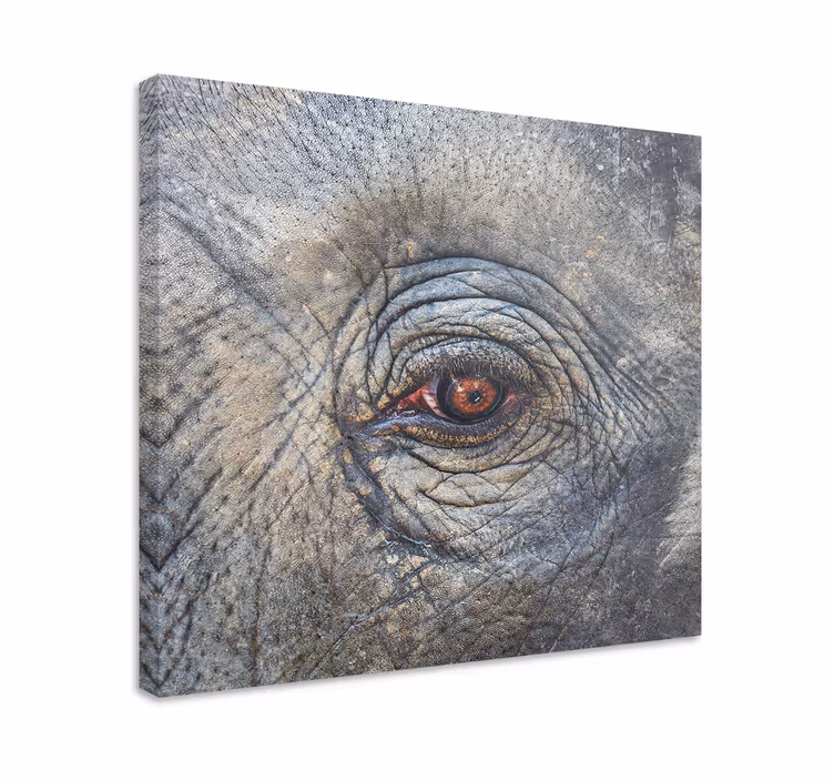 Quadro de elefantes detalhe do olho do elefante - TenStickers