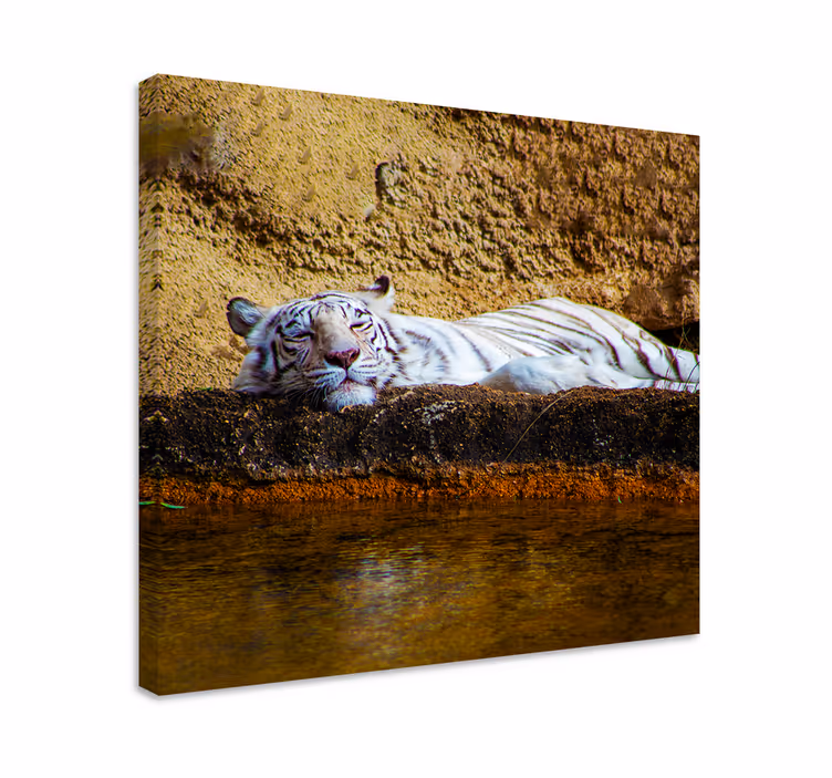 Quadro animais tigre branco dormindo - TenStickers