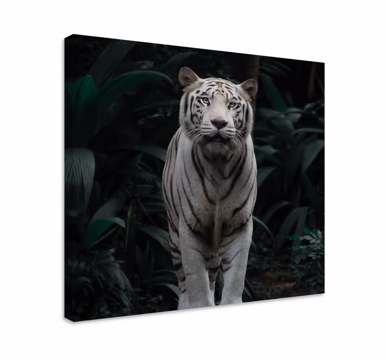 Quadro animais tigre branco majestoso - TenStickers