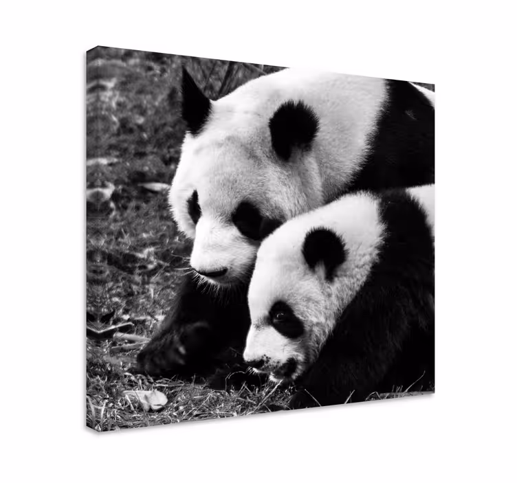 Quadro animais abraço do par de pandas - TenStickers