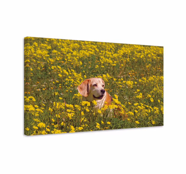 Quadro de cães cão feliz ao ar livre - TenStickers