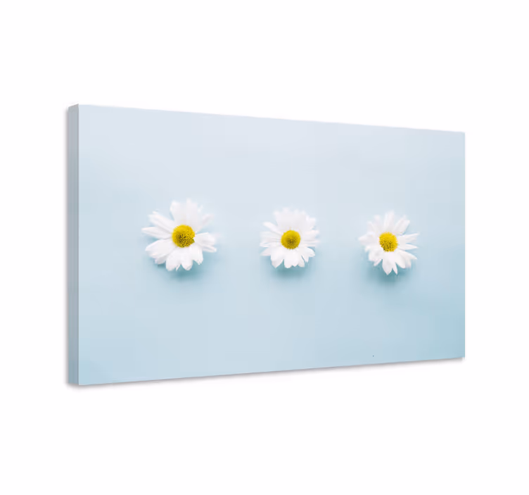 Quadro de flores trio de margaridas - TenStickers