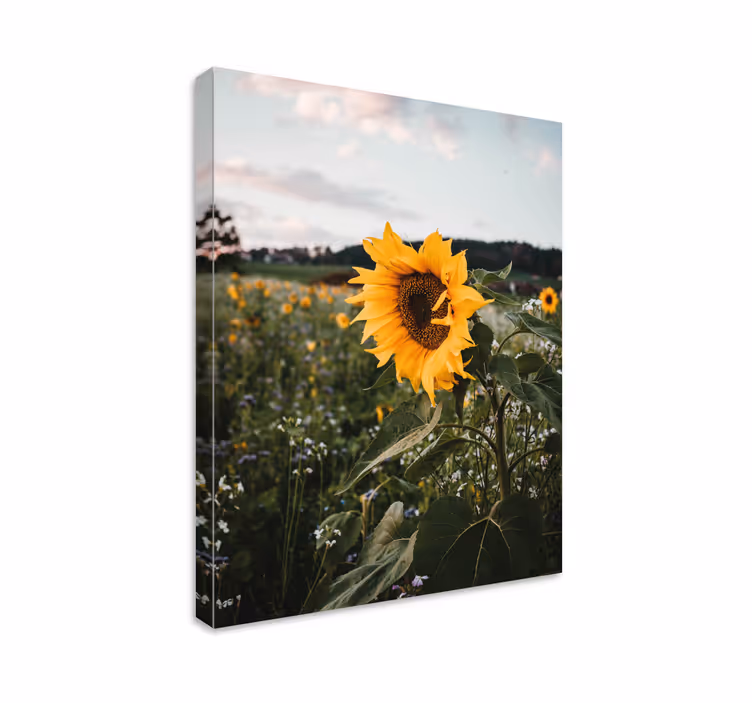 Quadro de flores campo de girassóis - TenStickers