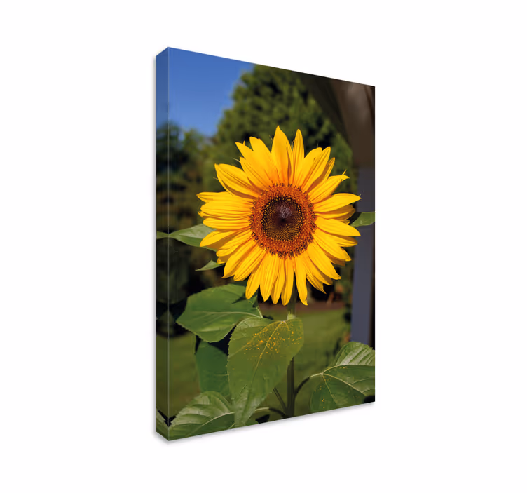 Quadro de flores flores de girassol radiante - TenStickers