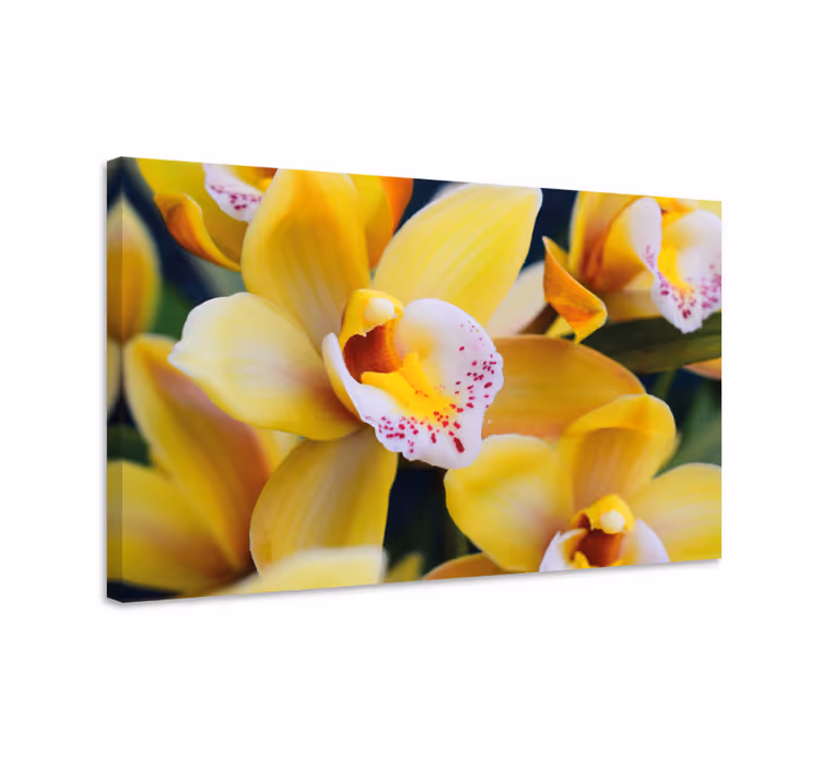 Quadro de flores flores de orquídeas vibrantes - TenStickers