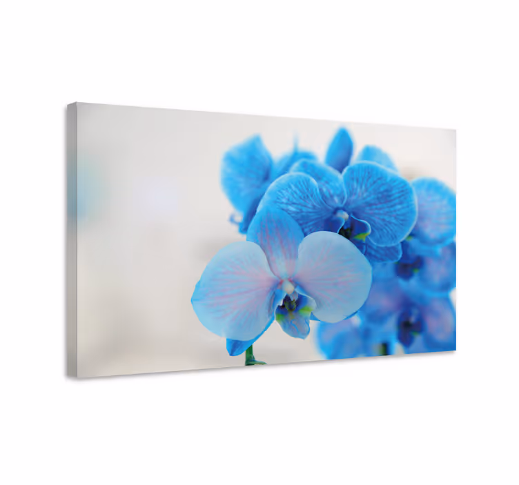 Quadro de flores Flor de orquidea azul - TenStickers