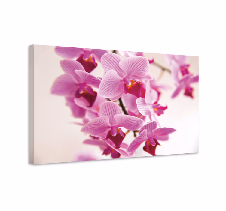 Quadro de flores orquídeas delicadas - TenStickers