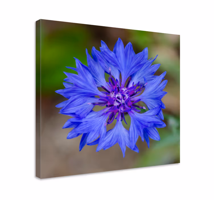 Quadro de flores flor azul em florada - TenStickers