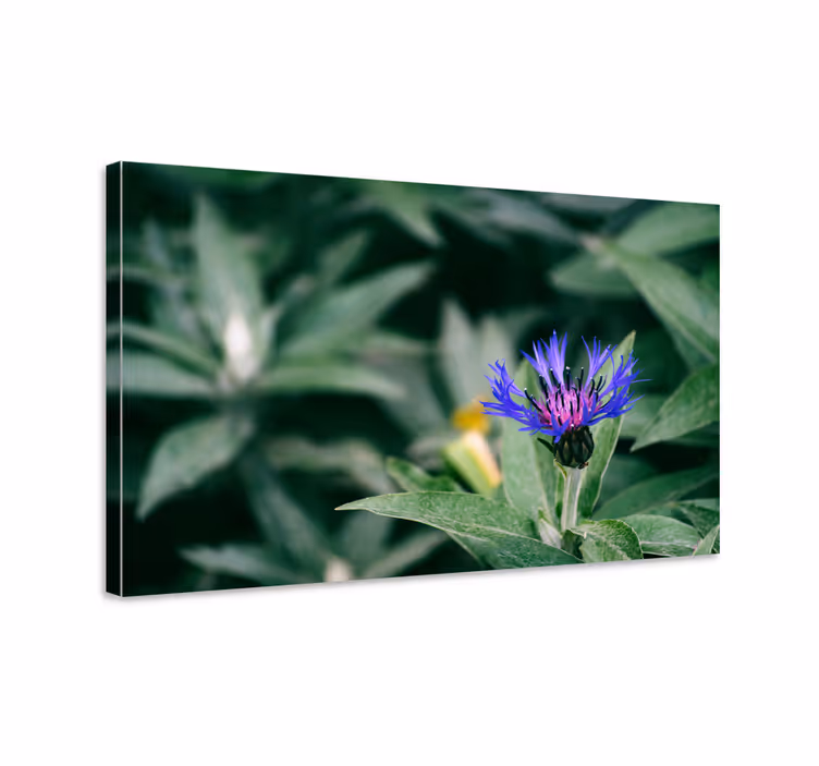 Quadro de flores flor roxa delicada - TenStickers