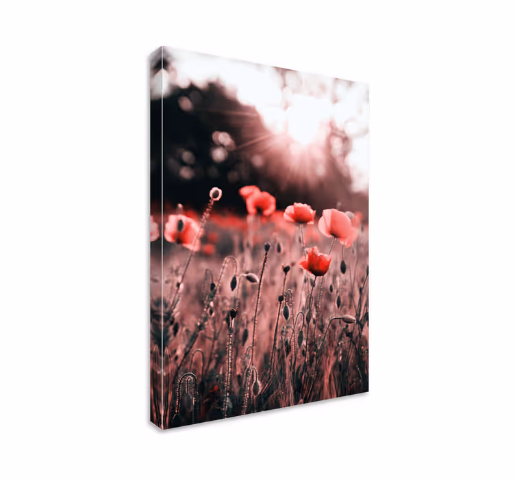 Quadro de flores brilho do campo de papoulas - TenStickers