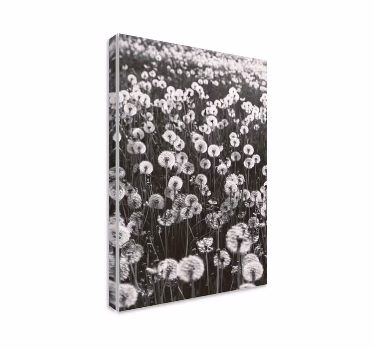 Quadro de flores Campo grande de dente-de-leão - TenStickers