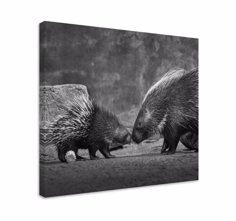 Quadro animais interação com porco-espinho - TenStickers
