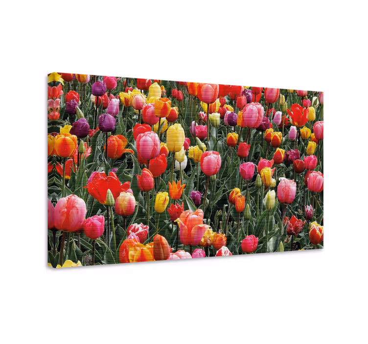 Quadro de flores flores de tulipas coloridas - TenStickers