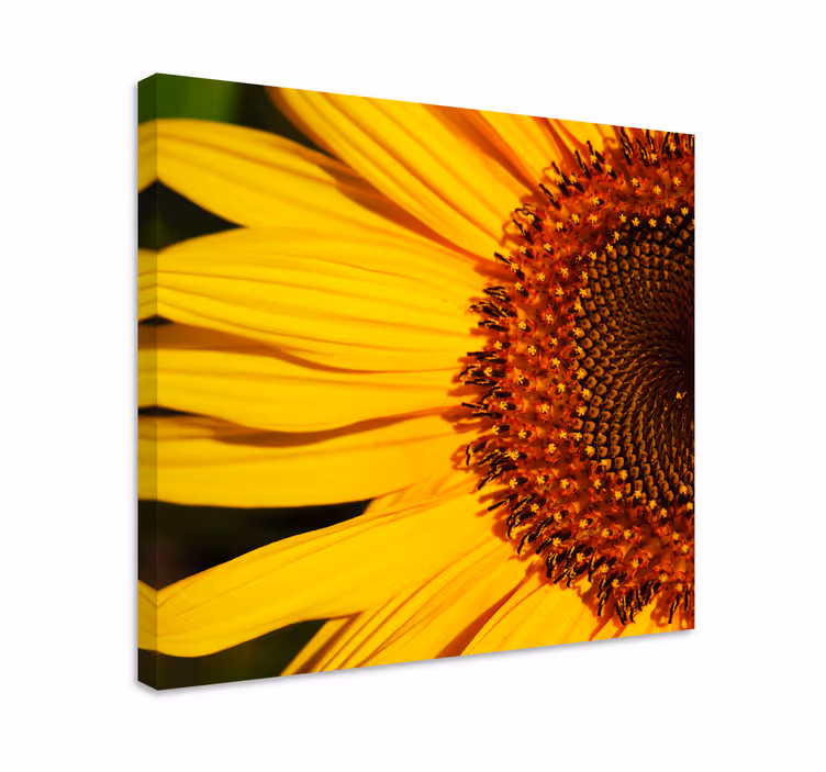 Quadro de flores Meio girassol - TenStickers