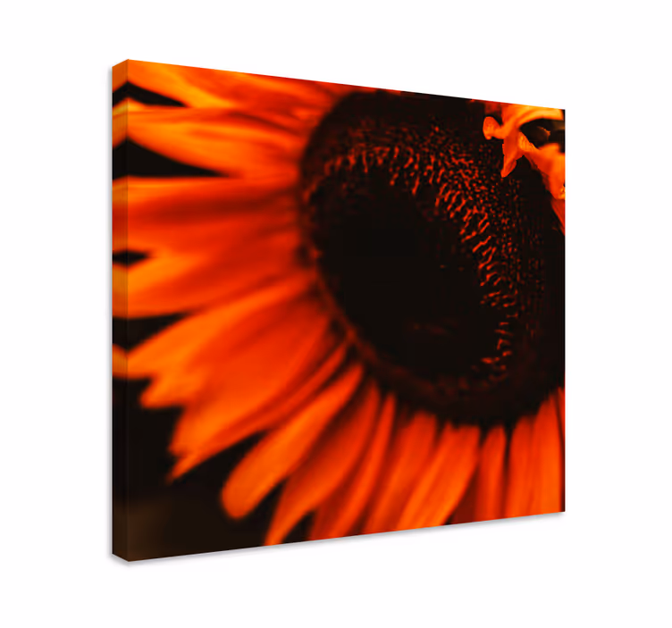 Quadro de flores flor de girassol radiante - TenStickers