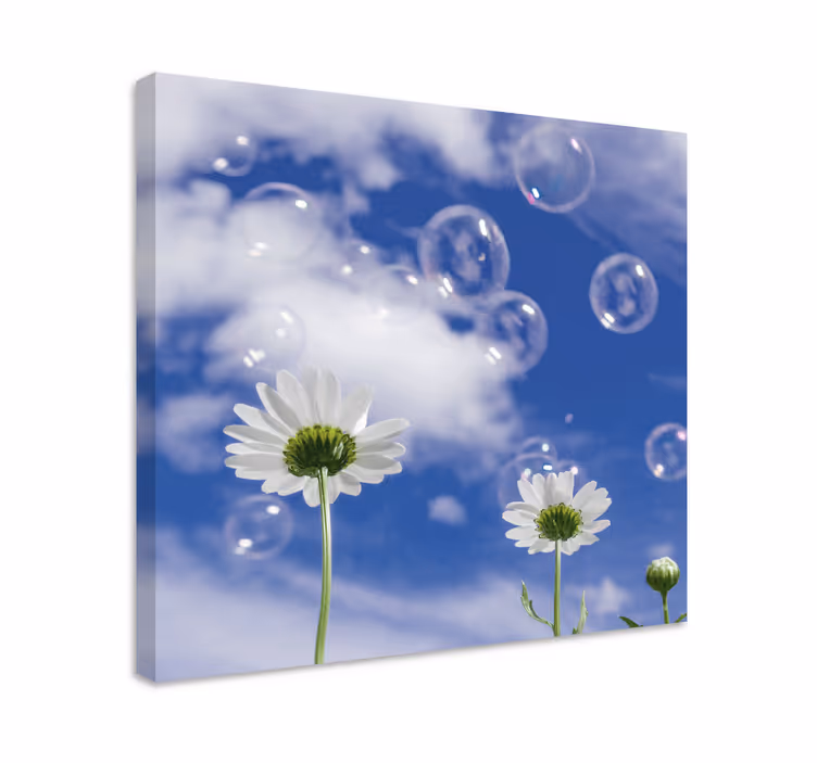 Quadro de flores margaridas e bolhas - TenStickers