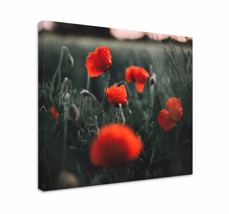 Quadro de flores flores de papoula vivas - TenStickers