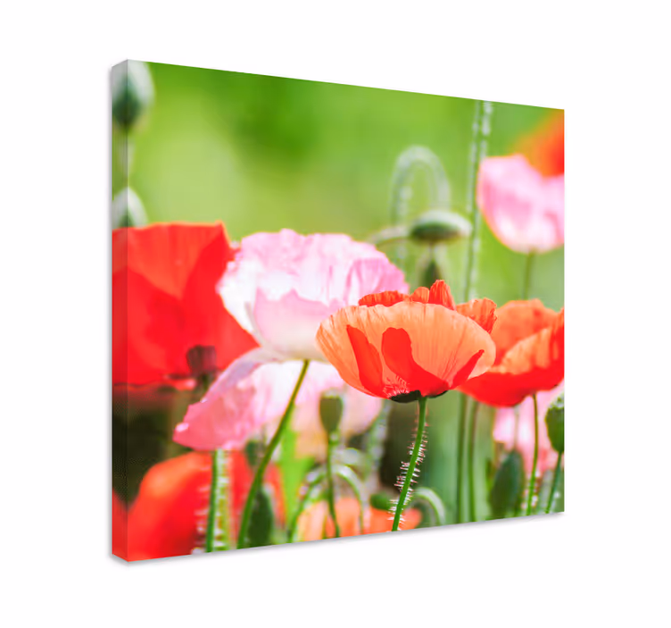 Quadro de flores bouquet de papoulas coloridas - TenStickers