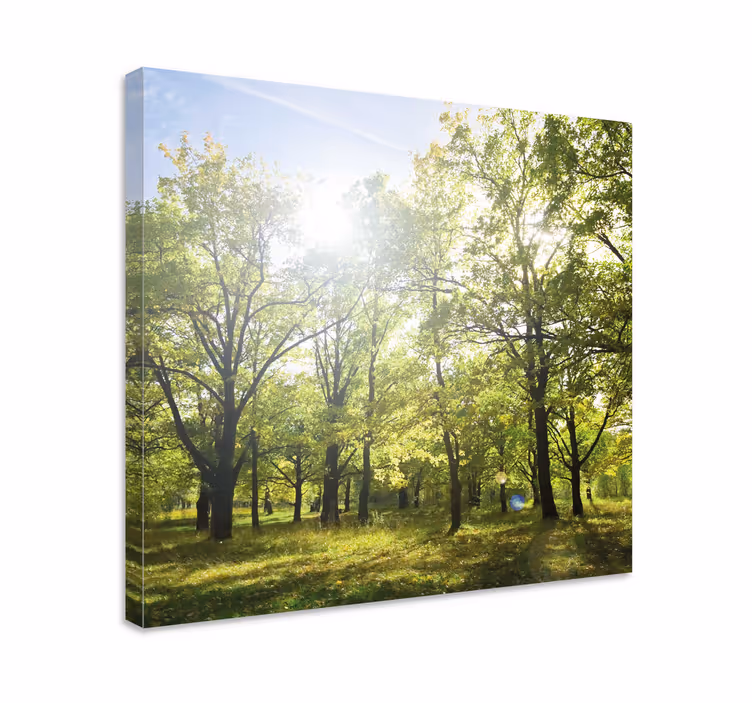 Quadro de árvores sob o dossel verde ensolarado - TenStickers