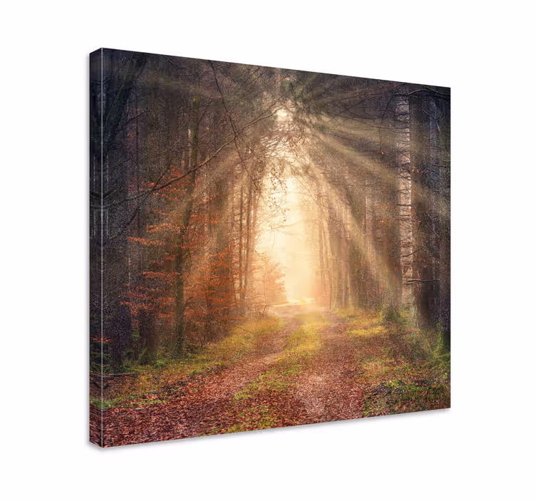 Quadro de paisage caminho sereno na floresta - TenStickers