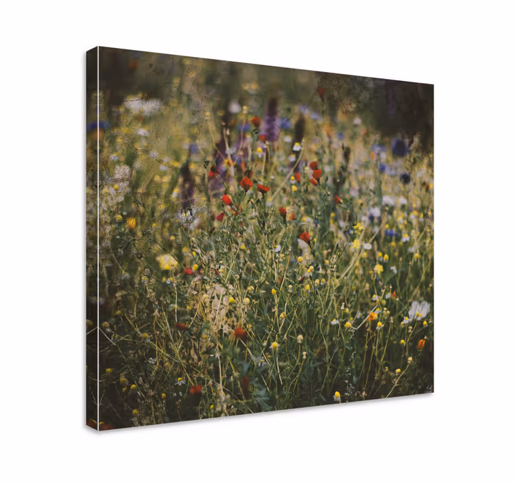 Quadro de flores campo de flores silvestres - TenStickers