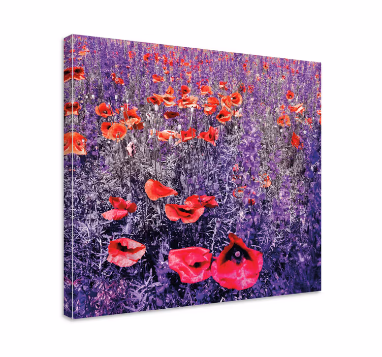 Quadro de flores campo de papoulas luminosas - TenStickers