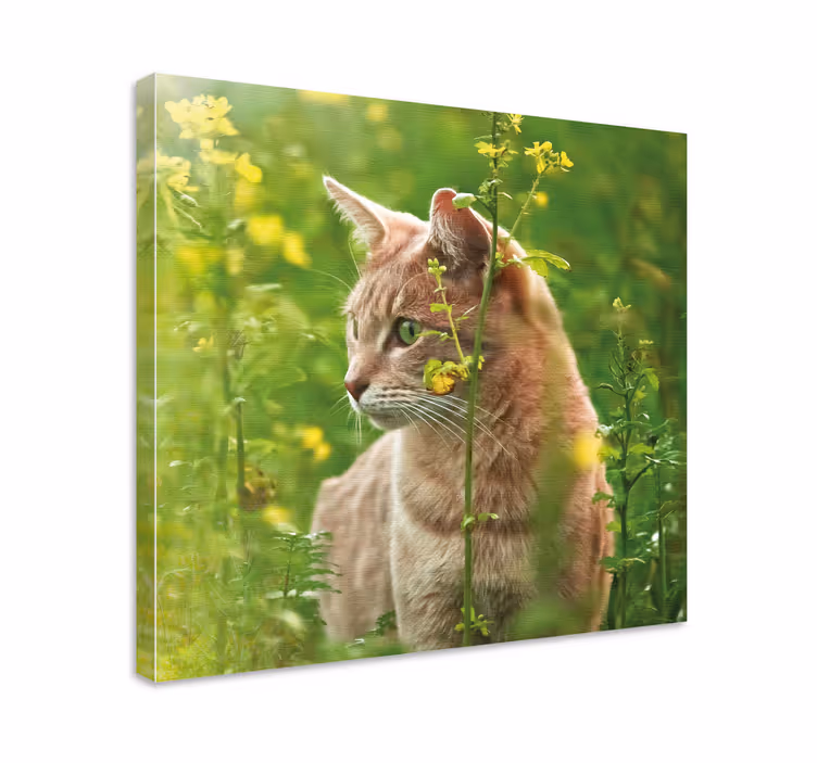 Quadro com gatos passeando curiosos - TenStickers