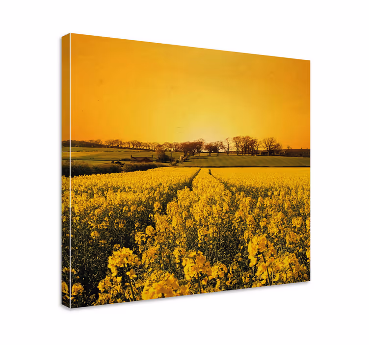 Quadro de flores Campo de flores amarelas - TenStickers