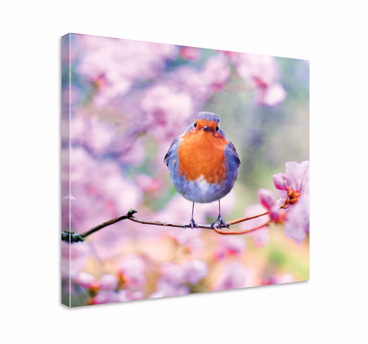 Quadro de pássaros robin encantador empoleirado - TenStickers