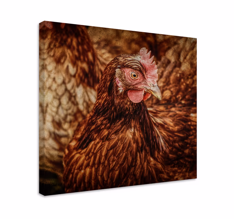 Quadro de pássaros Frango marrom sério - TenStickers