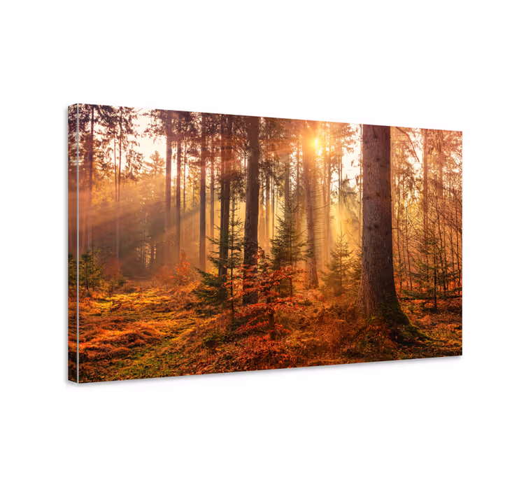 Quadro de árvores serenidade da floresta - TenStickers