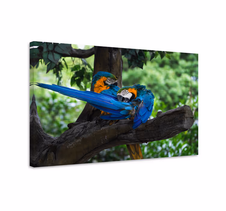 Quadro de cães par de papagaios coloridos - TenStickers