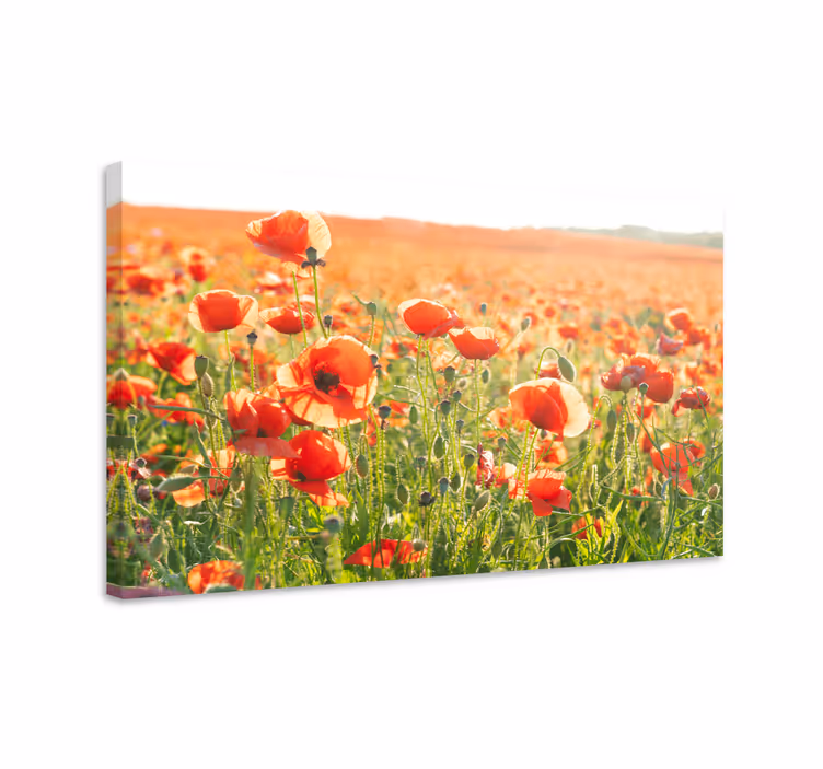 Quadro de flores campo de papoulas - TenStickers