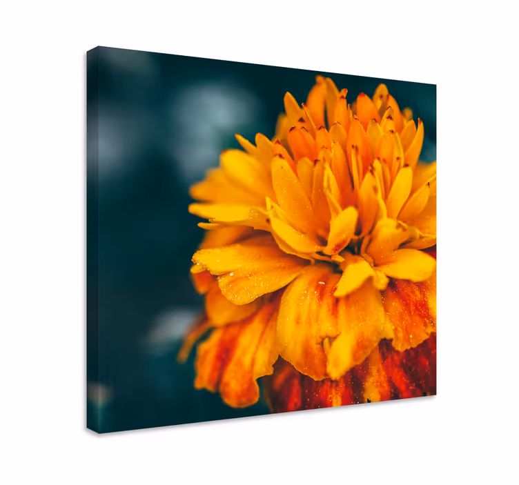 Quadro de flores flor de laranja vibrante - TenStickers