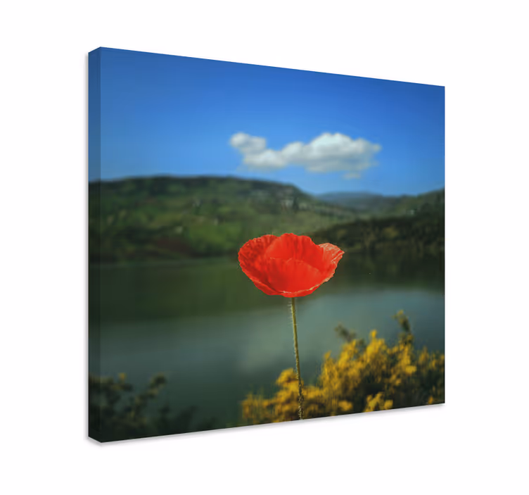 Quadro de flores Papoilas vermelhas com o céu ao fundo - TenStickers