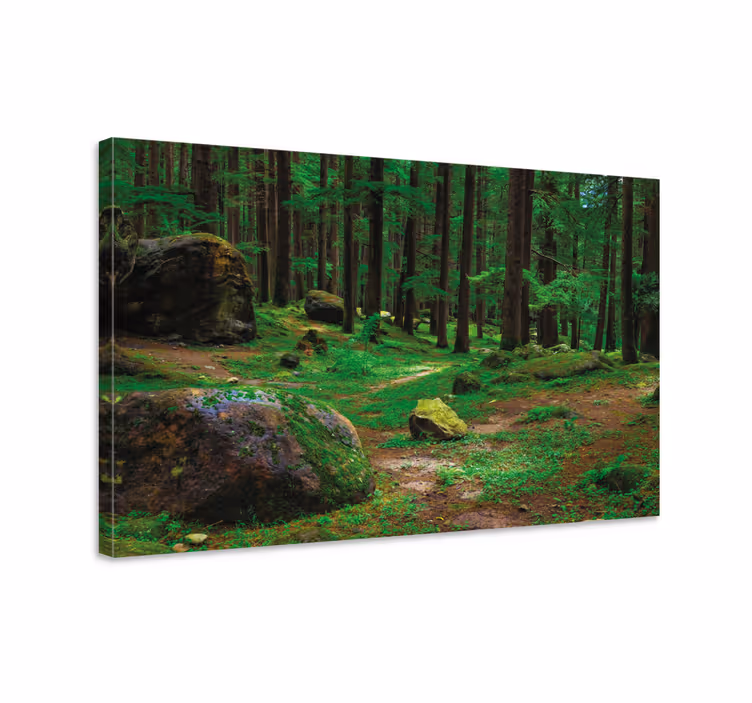 Quadro de árvores caminho florestal exuberante - TenStickers