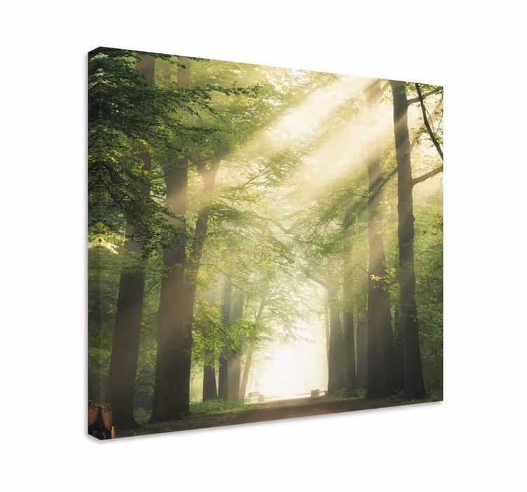 Quadro de árvores caminho da floresta enevoada - TenStickers