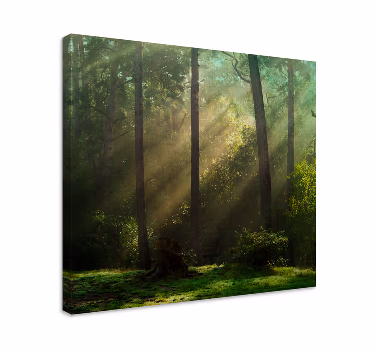 Quadro de árvores paisagem florestal radiante - TenStickers