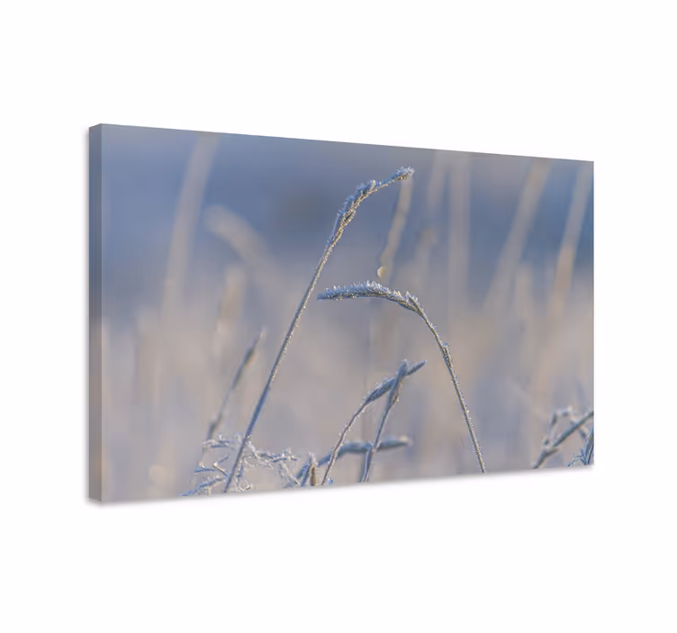 Quadro de flores e caules de grama congelada - TenStickers