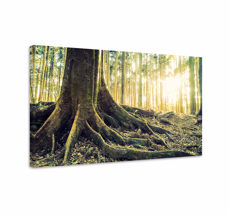 Quadro de árvores raízes majestosas - TenStickers