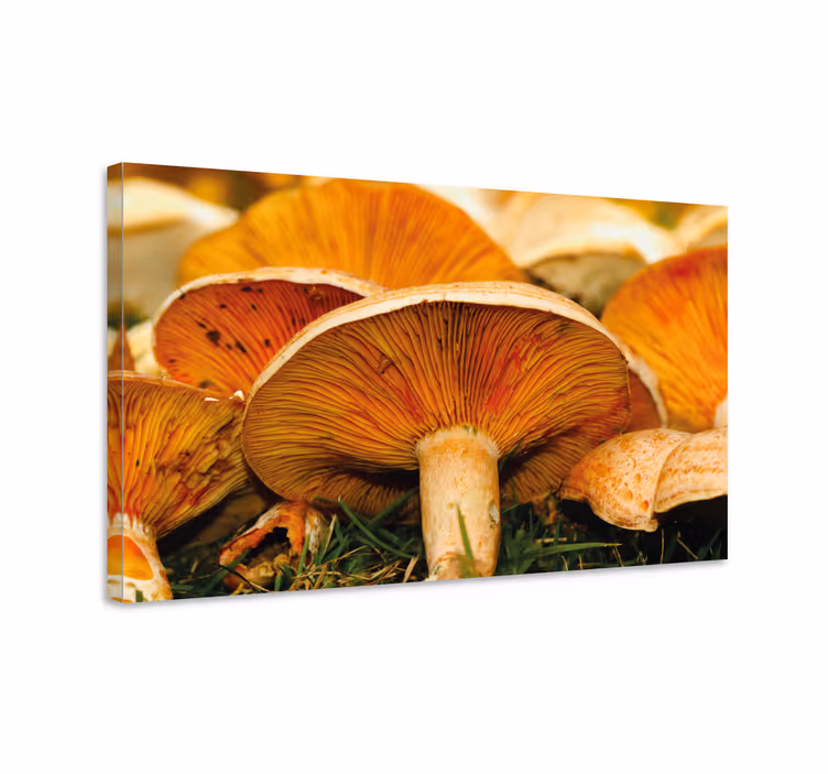Quadro de flores com detalhes de cogumelos - TenStickers