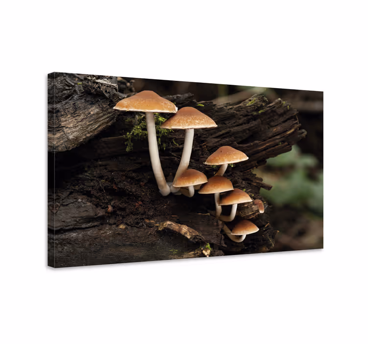 Quadro de flores agrupamento de cogumelos - TenStickers
