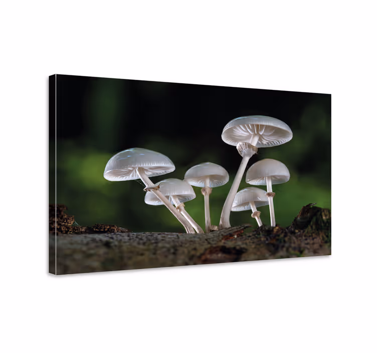 Quadro de flores cena da floresta de cogumelos - TenStickers