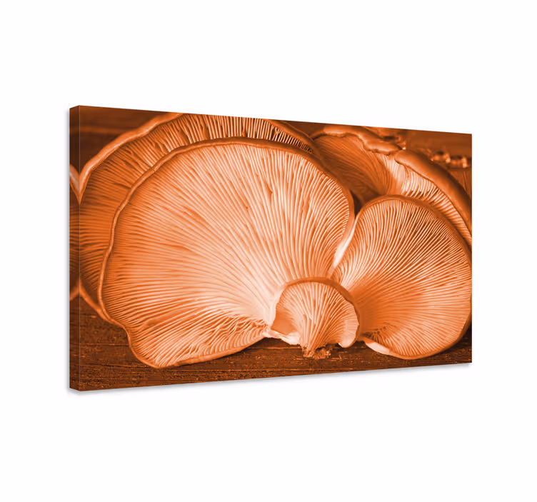 Quadro de flores cogumelo ostra em detalhe - TenStickers