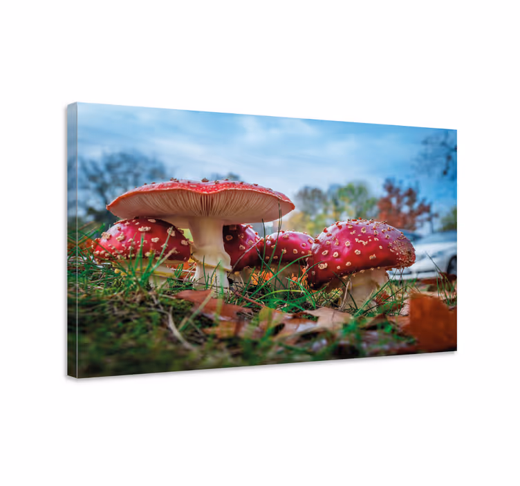 Quadro de flores cogumelos vermelhos em grupo - TenStickers