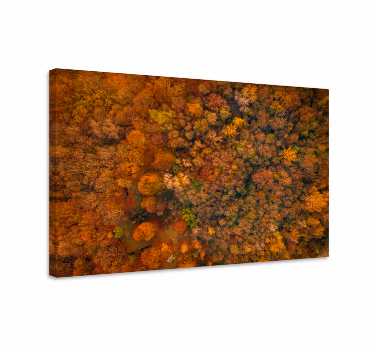 Quadro de árvores cobertura da floresta de outono - TenStickers