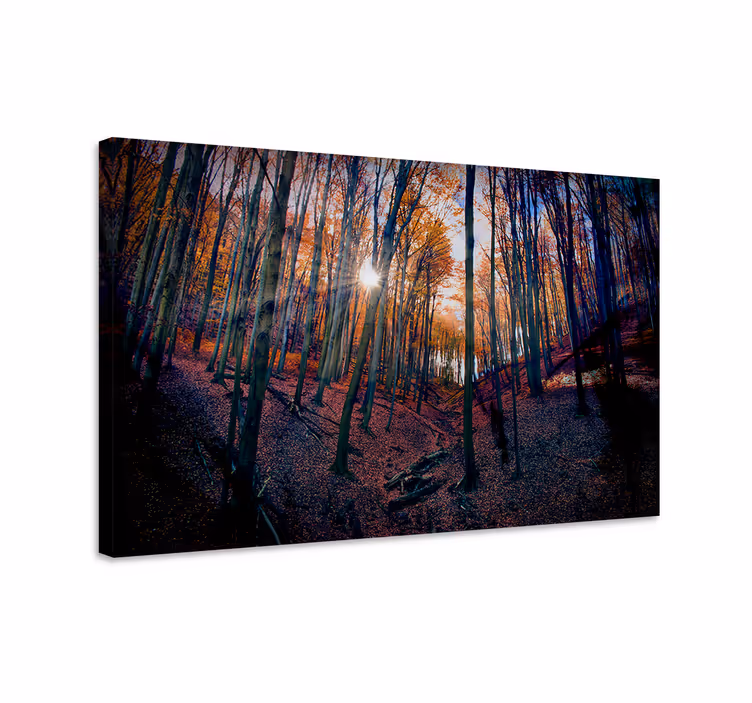 Quadro de paisagem luz da floresta no outono - TenStickers