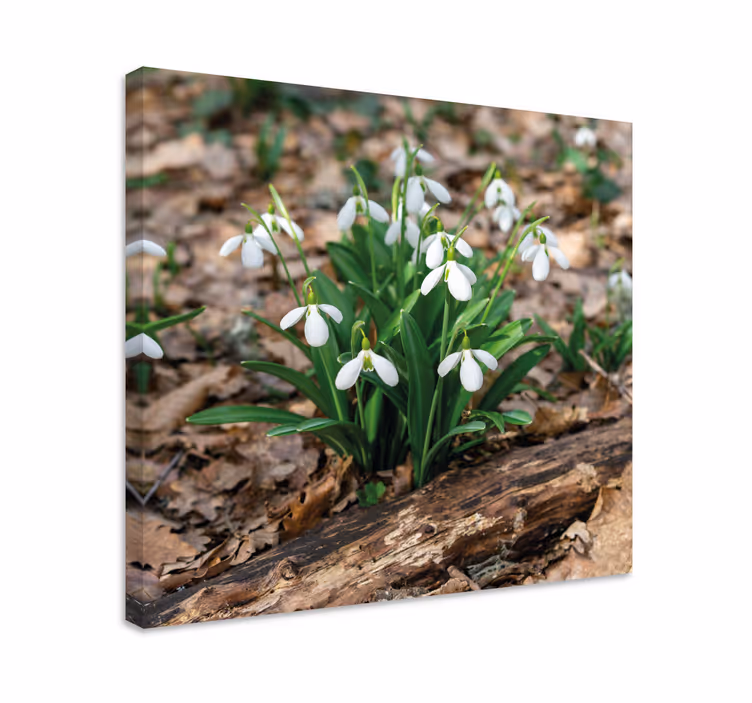 Quadro de flores flores de campainha em flor - TenStickers