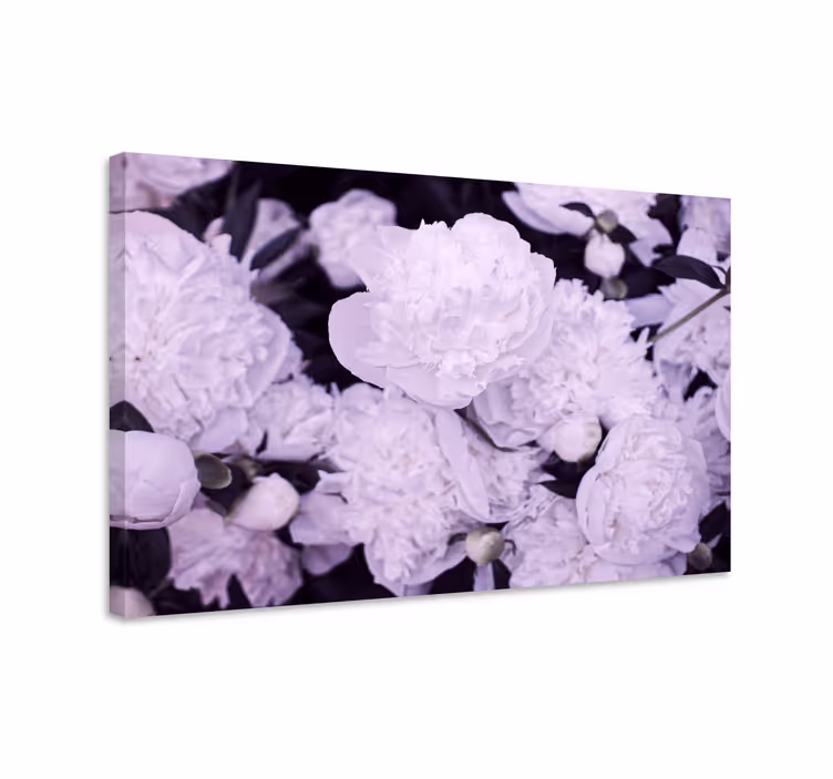 Quadro de flores flores de peônia roxa - TenStickers