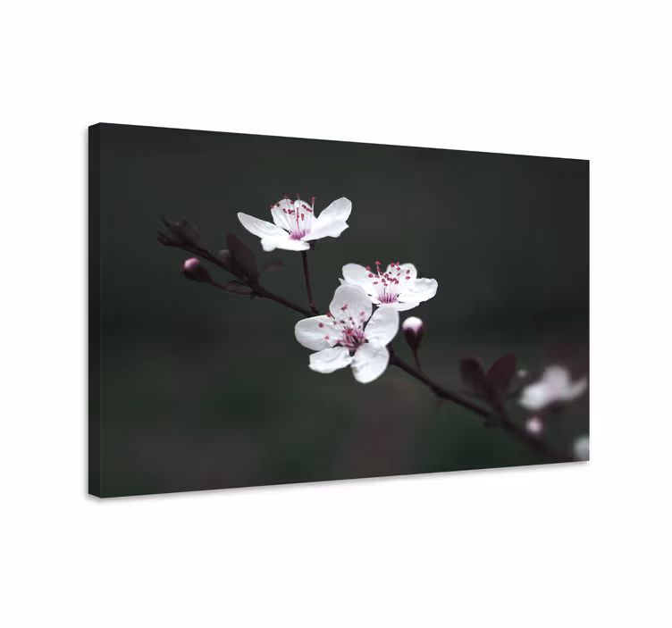 Quadro de flores flores delicadas florescendo - TenStickers